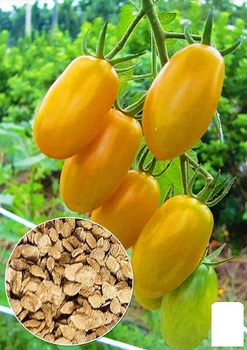 На развес Томат "Солнечный приз" Agro-Market цена за 1г (46499)