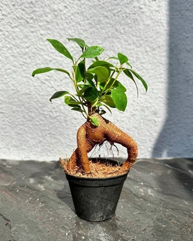 Фикус бонсай Гинсенг Ретуза ( Ficus Ginseng Retusa) 6х15см. (10266)