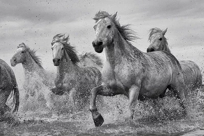 Плакат Camargue Horses (Постер) (5050574340892)