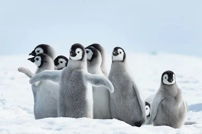 Penguins - Family (Poster) (8596289064267)