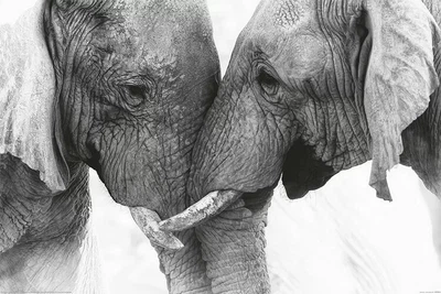 Elephant - Touch (Poster) (8596289064304)
