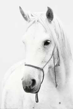 Плакат Horse - White Horse (Постер) (8596289064212)