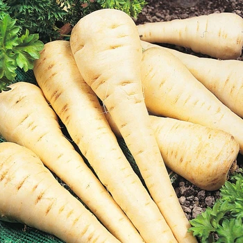 Насіння Петрушка коренева Берлінська 20г Империя семян