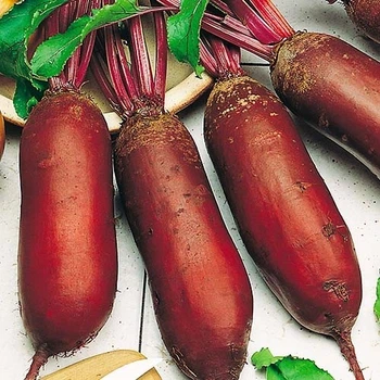 Насіння Буряк Атаман 20г Satimex