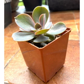 Сукулент Ехеверія Перлина Нюрнберга (Echeveria Perle von Nurnberg), контейнер 7*7*8 см (s033s)