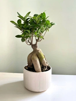 Фикус Гинсенг Микрокарпа Ficus Ginseng Microcarpa в белом горшке 12х35 см. (10534)