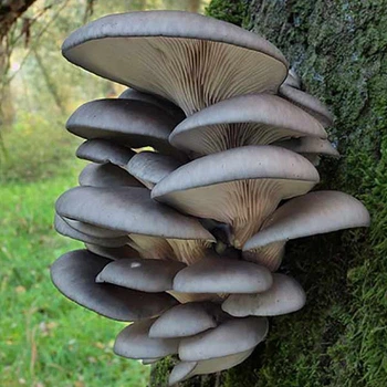 Міцелій грибів Яскрава Глива звичайна 50 г (міцелій грибів) (46290)