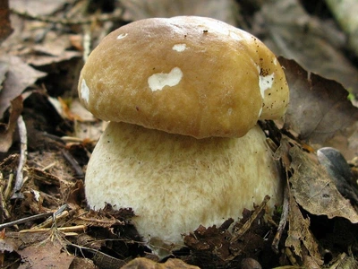 Міцелій Білого березового гриба, Boletus betulicola 100 г