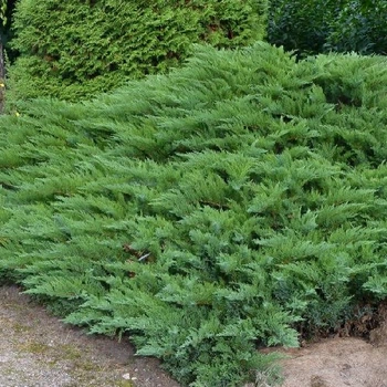 Можжевельник казацкий "Тамарисцифолия" Tamariscifolia (контейнер С3) LeGarden