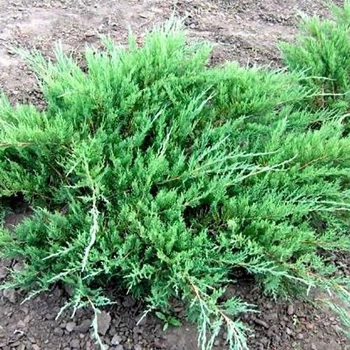 Ялівець середній "Пфітцеріана Глаука" Pfitzeriana Glauca D 20-25 (контейнер С3) LeGarden