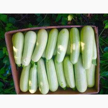Семена кабачок Арал F1 5 сем (30 дней) – фото, отзывы, характеристики винтернет-магазине ROZETKA от продавца: Cebulinka