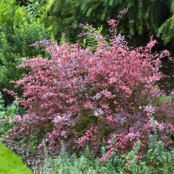 Саджанці Яскрава Барбарис Тунберга Rose Glow контейнер 2.0 л (53908)