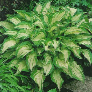 Саженцы Яскрава Хоста Undulata Mediovariegata (контейнер 0.5 л) (30862)