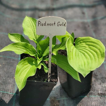 Саженцы Яскрава Хоста Piedmont Gold (контейнер 0.5 л) (35849)