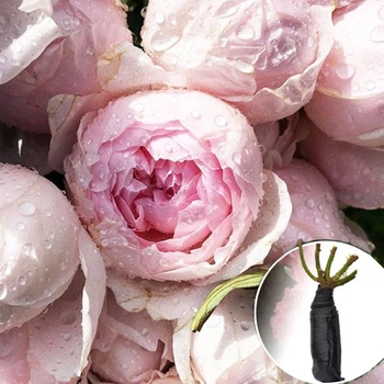 Троянда Peony Pink (Півоні Пінк)