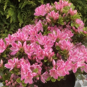 Азалія japonica Kermesina Rose 3 л саджанець в горщику Matla Flowers