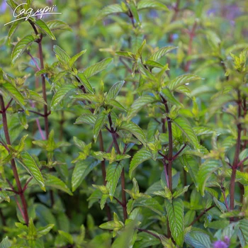 Мята перечная 'Black Spearmint'. Контейнер 2 л