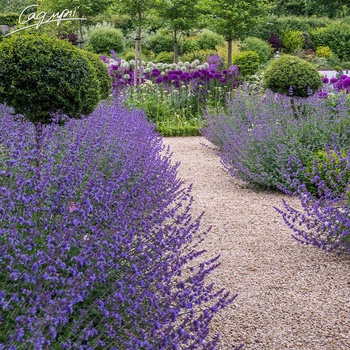 Котовник Фассена 'Hill Grounds'. Контейнер 0,5 л