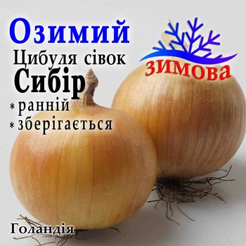 Лук севок озимый Сибирь Голландия 1 кг
