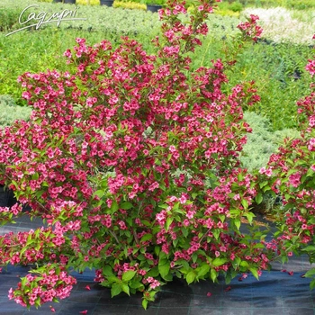 Вейгела 'Bristol Ruby'. Контейнер 3 л