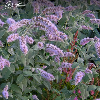 М'ята довголиста 'Buddleia'. Контейнер 2л