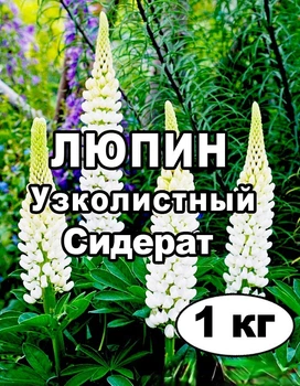 Семена Люпин Белый Узколистный, на сидерат, на развес 1 кг