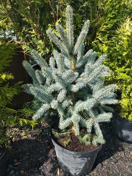 Ель Super Blue Seedling H0.5м