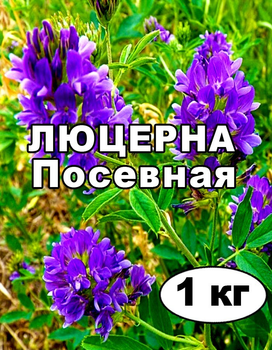 Семена Люцерна (магниченная) от 1 кг на развес