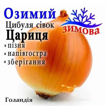 Лук-севок озимый Царица (Caryca) Голландия 1 кг