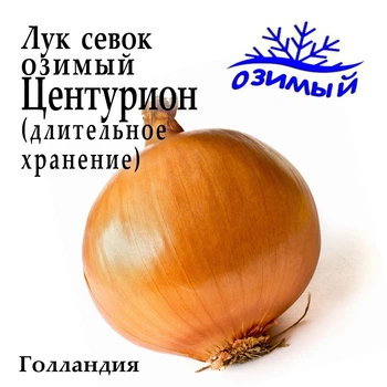 Лук-севок озимый Центурион (Centurion), Голландия, 1 кг