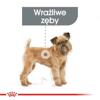 Sucha karma dla dorosłych psów Royal Canin CCN Mini Dental Care 8 kg (DLZROYKSP0045)