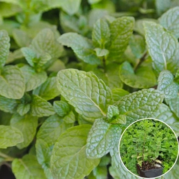 М'ята перцева Peppermint у горщику 0,5 л