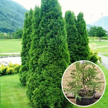 Саженцы Яскрава Туя Columna (Колумна) (Malonyana Aurea) контейнер 2.0 л (58287)
