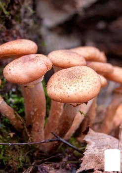 Міцелій на дубових брусочках "Опінок північний" 10шт (45265)