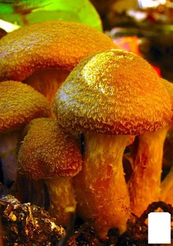 Сухий зерновий міцелій "Опінок товстоногий" 100г (45584)