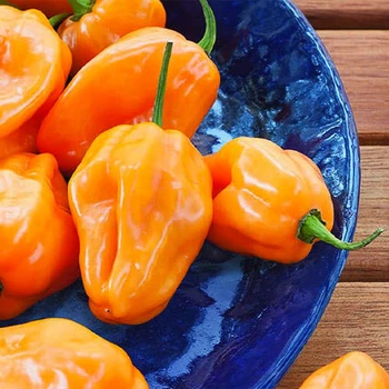 Насіння перцю гострого Satimex Хабанеро помаранчевий 8 насінин