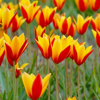 Цибулини Яскрава Тюльпан ботанічний Clusiana var Chrysantha (43922) (5шт)