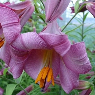 Луковицы Яскрава Лилия LO гибрид Pink Perfection (17840) (1шт)