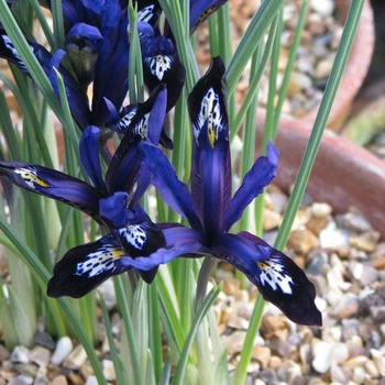 Цибулини Яскрава Ірис Reticulata Blue Note (41241) (3шт)