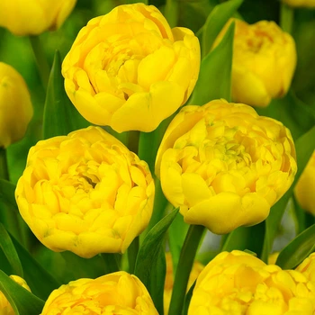 Цибулини Яскрава Тюльпан Махровий Yellow Pomponette (41228) (3шт)