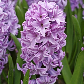 Цибулини Яскрава Гіацинт садовий Splendid Cornelia (31121) (2шт)
