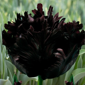 Луковицы Яскрава Тюльпан Попугайный Black Parrot (31005) (3шт)