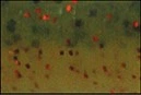 Съедобка Reins Shakey Swamp 3 B09 Smoke Mustard (упак.10шт)