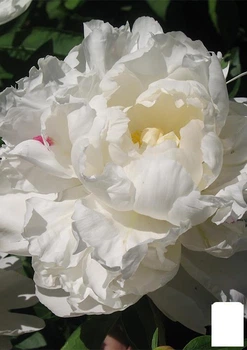 Пион травянистый "Gardenia" 1шт в упаковке (25571)