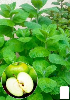 М'ята Яблучна "Mentha Rotundifolia" (контейнер Р9) (49186)