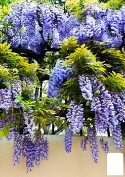 Глициния 2-х летняя китайская "Блу сапфир" (Wisteria chinensis Blue Sapphire) высота саженца 70-100см (93718)