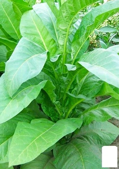 Насіння Тютюн курильний "Мериленд" Agro-Market 0.5г (45806)