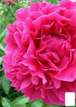 Півонія трав'яниста "Pink Supreme" 1шт в упаковці (23913)