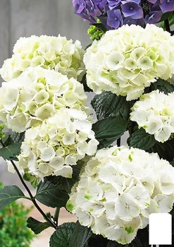 Гортензия крупнолистная белая "Bright White" (44818)