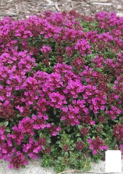 Тимьян "Creeping Red" (50808)